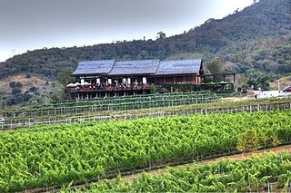 Hua Hin Hills Vineyard