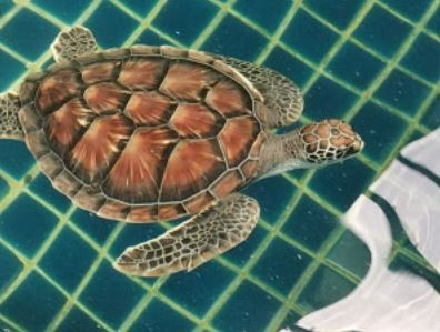 Mai Khao​ Marine Turtle Foundation