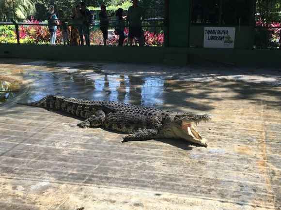 Crocodile Adventureland