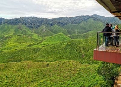 Bharat Tea Plantations