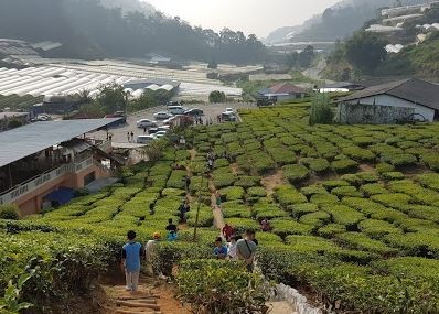 Cameron Highlands