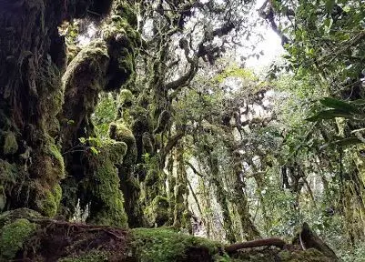 Mossy Forest Cameron Highlands