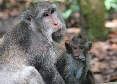 Sangeh Monkey Forest Bali