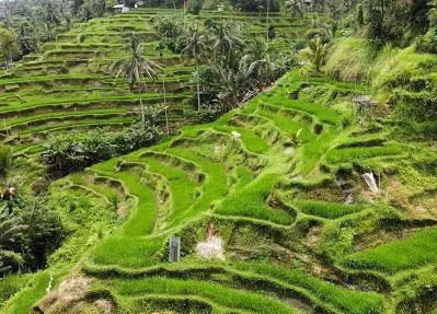 Tegallalang Rice Terrace