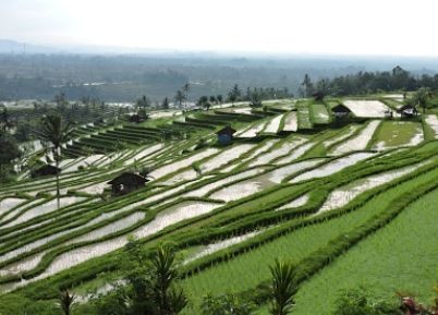 Jatiluwih Rice Terrace Bali