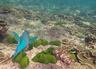 Similan Islands Under Water