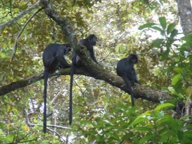 Tetebatu Monkey Forest Lombok